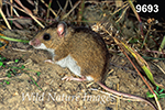 Peromyscus maniculatus